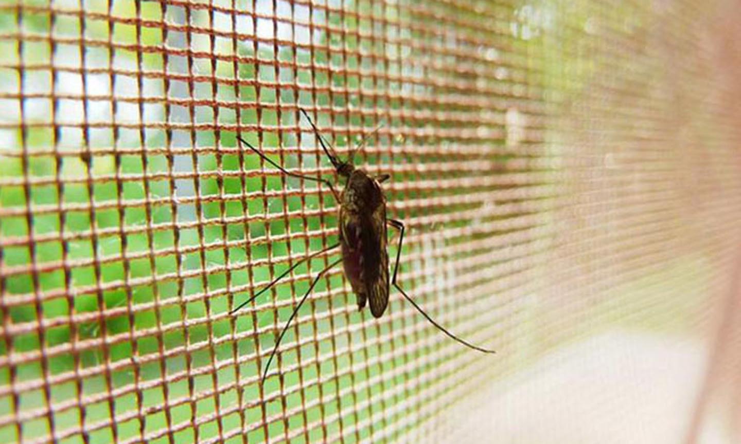 Nó đơn giản chỉ là một tấm lưới hình chữ nhật được tẩm thuốc diệt côn trùng và đặt dựng đứng trên đỉnh của màn.