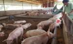 Vietnam strives to meet pork demand and stabilise prices