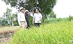 Chairman of the PPC Le Van Huong checks droughts and saline intrusion in Go Cong region