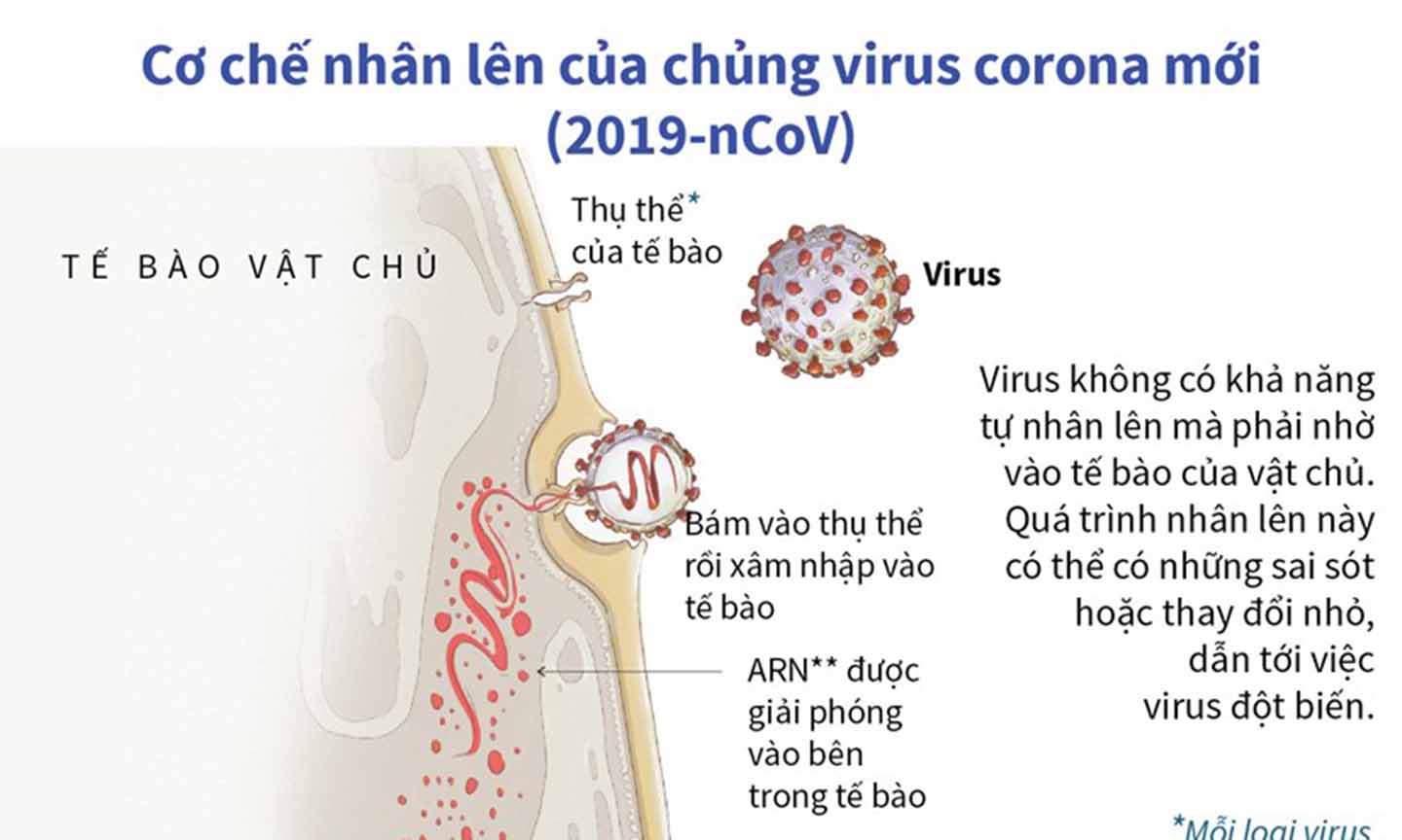 Cơ chế nhân lên của chủng virus 2019-nCoV - Báo Ấp Bắc điện tử