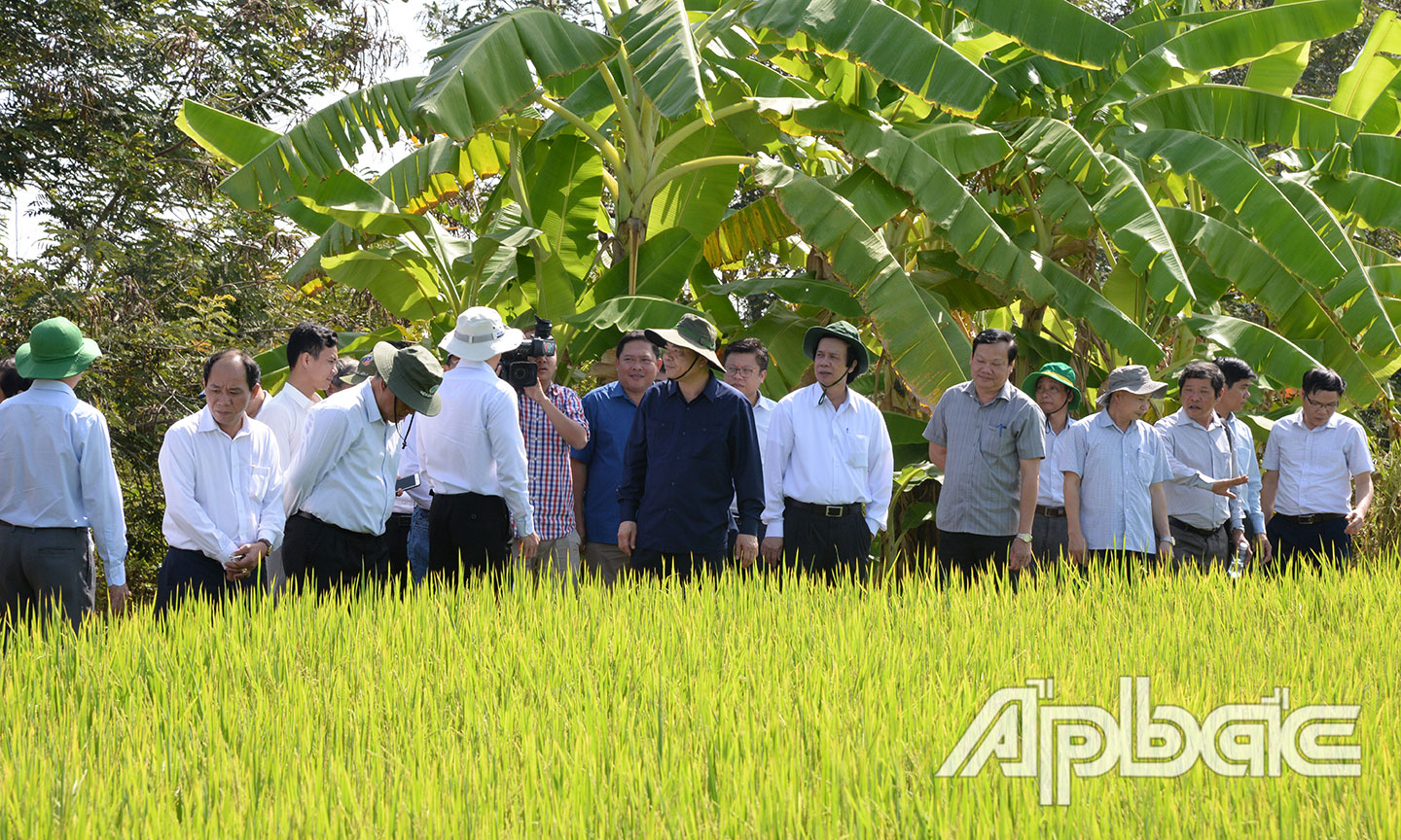 Đoàn công tác của Bộ NN&PTNT cùng lãnh đạo tỉnh Tiền Giang khảo sát vùng lúa rất tươi tốt tại xã Bình Xuân (TX. Gò Công).