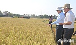 Chủ tịch UBND tỉnh Tiền Giang khảo sát việc thu hoạch lúa ở khu vực phía Đông