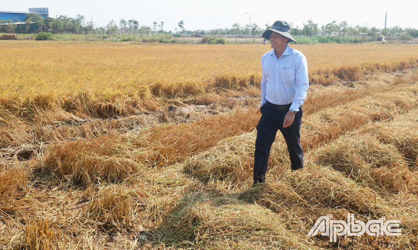 Đồng chí Lê Văn Hưởng đến khảo sát một trà lúa chuẩn bị thu hoạch ở xã Gia Thuận, huyện Gò Công Đông.