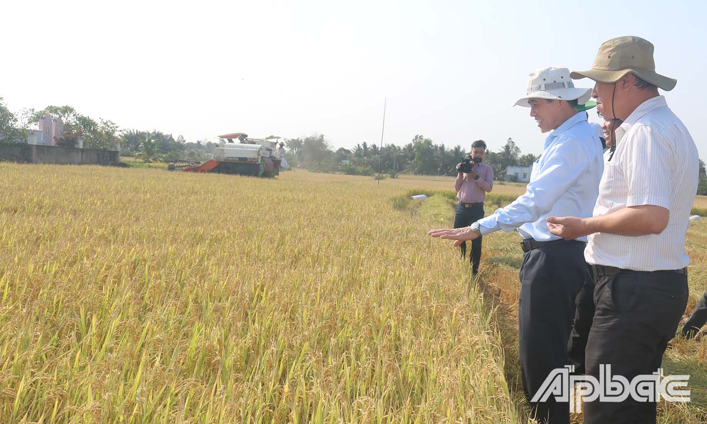 Đồng chí Lê Văn Hưởng khảo sát một trà lúa đang thu hoạch ở xã Bình Xuân, Thị xã Gò Công.