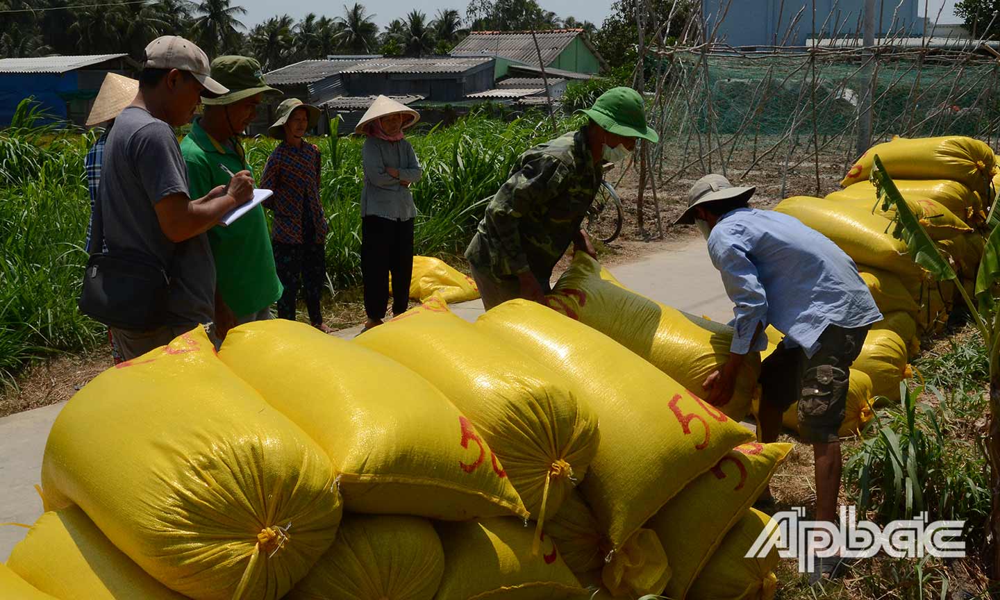 Vừa thu hoạch xong 4 công lúa thơm Đài Loan, ông Ba Hùng (ấp Thạnh Phú, xã Thạnh Trị,  huyện Gò Công Tây) cùng gia đình coi thương lái cân lúa.