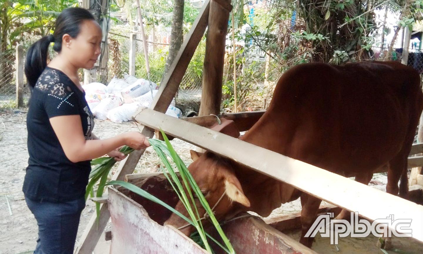 Chị Trần Thị Xuân đang chăm sóc đàn bò ảnh chăn nuôi bò.