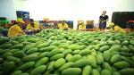 Son La exports first shipment of mangoes to China
