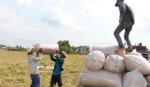 Gần hoàn tất hợp đồng 700.000 tấn gạo xuất sang Philippines