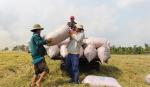 Việt Nam trúng thầu bán 60.000 tấn gạo cho Philippines