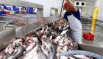 Giá cá tra thương phẩm chạm đáy, nông dân lỗ 5.000 đồng mỗi kg