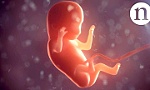 Nghiên cứu về giai đoạn phát triển chưa từng khám phá của bào thai