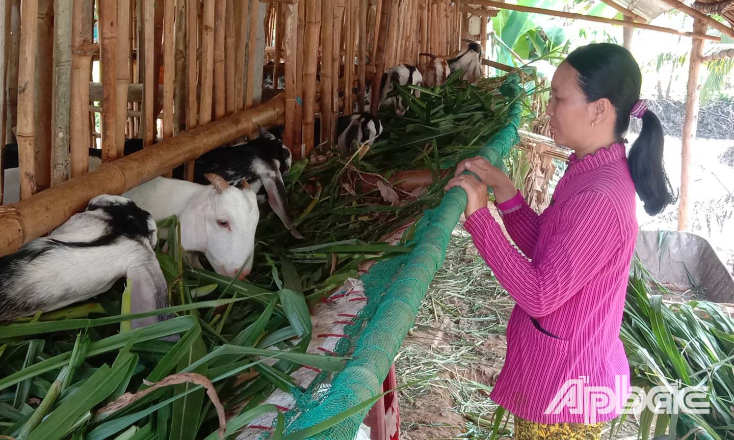 Chị Lê Thị Thu Hiền cải thiện kinh tế gia đình nhờ việc hỗ trợ vốn chăn nuôi dê.