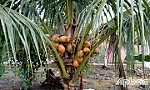 Người trồng dừa Xiêm Mã Lai thất thu bởi hạn, mặn