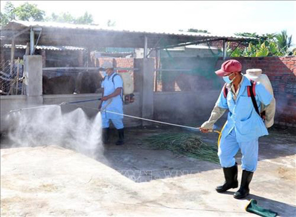 Health workers spray chemical to kill mosquitoes in the central province of Binh Thuan. 