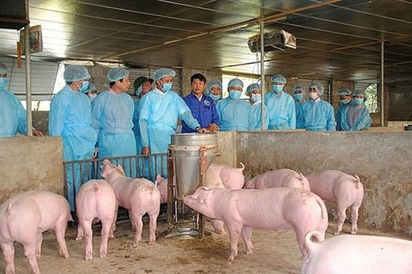 Vietnam will focus on timely detection of infected cases and the adoption of preventive measures against African swine fever as well as minimise economic losses and the negative impact of pork price fluctuations on society. — Photo kinhtedothi.vn