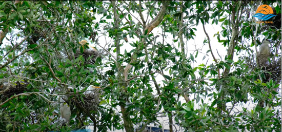 Du khách sẽ dễ dàng bắt gặp hàng loạt tổ chim lơ lửng trên nhánh cây tràm đã trĩu nặng.