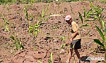 Tiền Giang: Tìm giải pháp khôi phục vườn sầu riêng