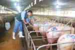 Sky-high livestock prices may breach competition law