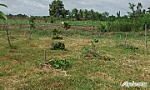 Huyện Gò Công Đông: Điều tra vụ vườn cây ăn trái bị phá hoại
