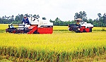 Cơ hội với hạt gạo Việt Nam