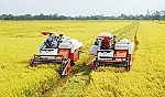 Giá lúa ở Đồng bằng sông Cửu Long tăng cao