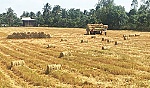 ĐBSCL – lúa gạo cùng tăng giá vào cuối vụ
