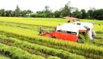 Sau EVFTA, gạo vào EU có giá hơn 1.000 USD/tấn