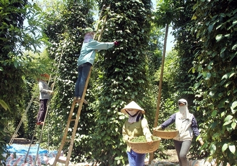 Farmers harvest pepper in Quang Tri Province. The Ministry of Industry and Trade urges firms to control the quality of exported pepper.
