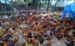 VN's livestock industry grows fast, but problems still exist