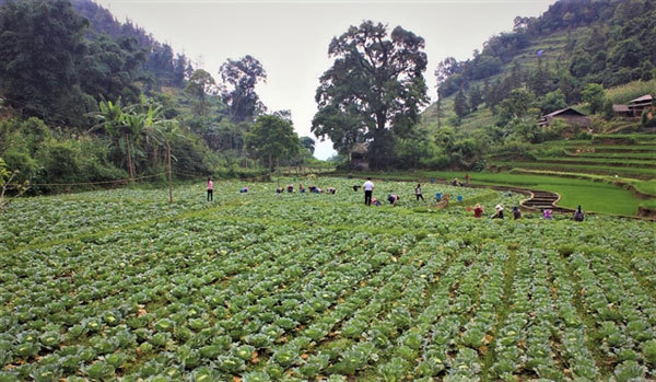 A cabbage field in Muong Khuong District, the northern mountainous province of Lao Cai -  VNA/VNS Photo Huong Thu