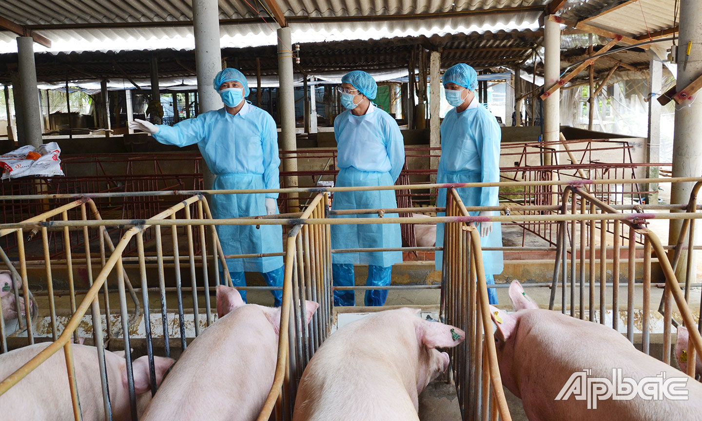 Lãnh đạo Bộ NN&PTNT tham quan mô hình chăn nuôi heo đảm bảo an toàn sinh học tại xã Hòa Định, huyện Chợ Gạo vào tháng 5-2019. 
