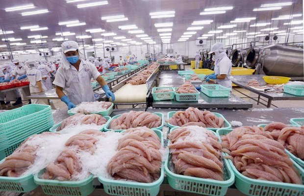 Processing Tra fish for export (Photo: VNA).