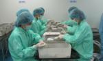 Việt Nam thử nghiệm vaccine Covid-19 trên khỉ