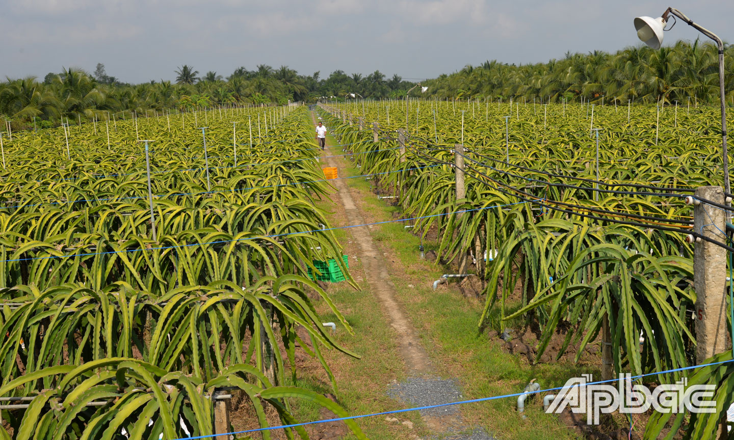 Nhiều diện tích thanh long trên địa bàn huyện Chợ Gạo được trồng theo tiêu chuẩn GlobalGAP.