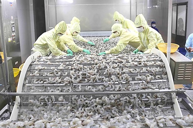 Shrimp processed for export at Minh Phu Seafood Corporation in Hau Giang province. (Photo: VNA).