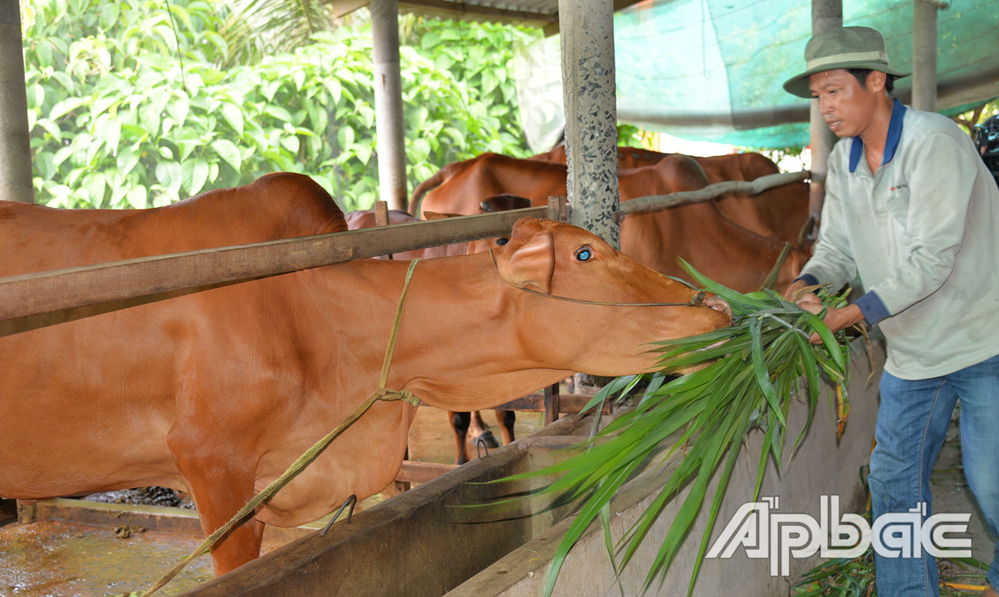 Mô hình chăn nuôi bò của CLB làm kinh tế Đoàn Thanh niên xã Tân Hòa Thành.