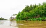 Mekong Delta localities plant trees, build natural embankments to prevent erosion