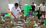 Nông sản, thực phẩm Việt rộng cửa vào Singapore và Malaysia