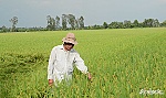 Xuất hiện nhiều tổ chức nông dân mạnh hình thành từ Dự án VnSAT Tiền Giang