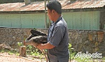 Nhân giống thành công chim giang sen trong điều kiện nuôi bán hoang dã