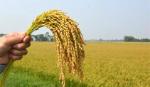 Nhiều giống lúa của Việt Nam không hút asen