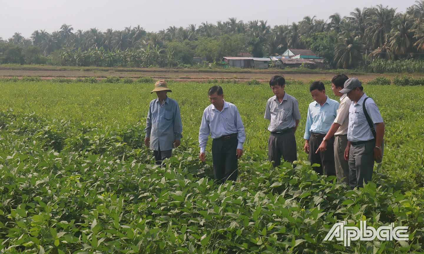 Đoàn đến khảo sát điểm trồng thực nghiệm đậu nành đen tại Trại thực nghiệm và dịch vụ nông nghiệp lúa Vĩnh Hựu.