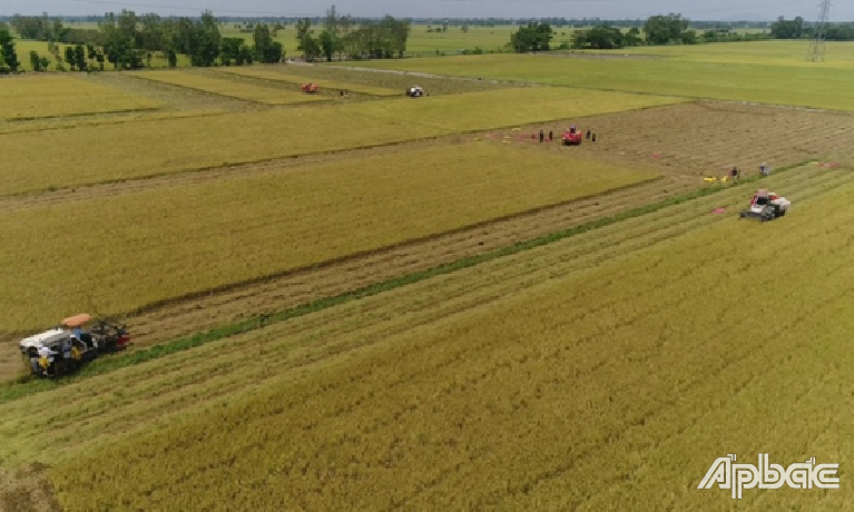 Thu hoạch lúa trên Cánh đồng liên kết tại huyện Cái Bè.