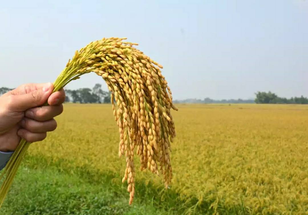 Hiện nay, nhắc đến nông sản đặc trưng của Lào Cai, người ta nhớ ngay đến gạo séng cù