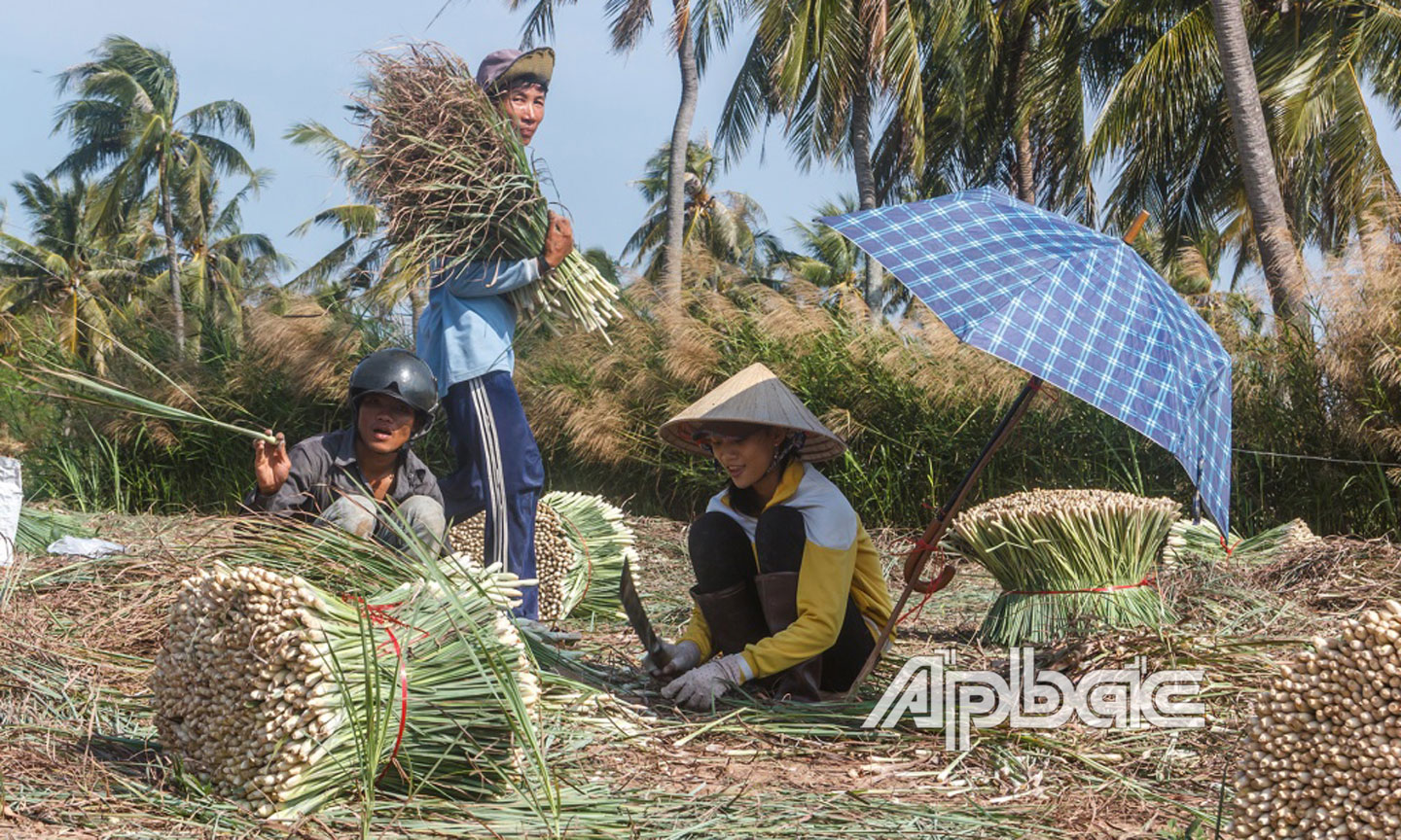 Sả là cây trồng góp phần nâng cao thu nhập cho nhiều hộ dân ở huyện Tân Phú Đông trong những năm qua.