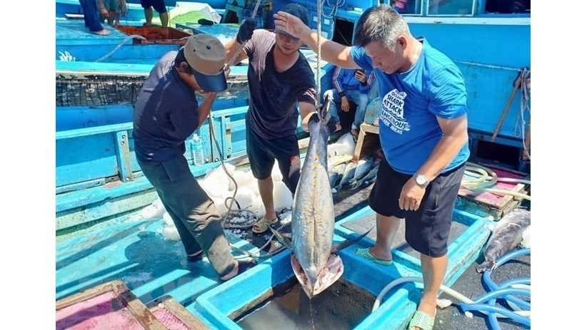Vietnamese tuna exports to the EU up 0.5% year-on-year to US$126 million during January-November. (Photo: VNA).