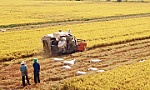Nâng tầm giá trị hạt gạo Việt