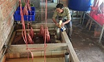Thoát nghèo từ mô hình nuôi lươn không bùn