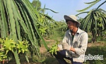 Gò Công Tây: Chuyển đổi cây trồng, nâng cao hiệu quả canh tác
