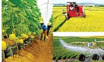 Phát triển nông nghiệp bền vững, nâng cao chất lượng, giá trị gia tăng